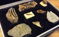 Year 6 Evolution and Inheritance workshop | school workshop