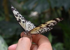Minibeast workshop for KS1 primary schools